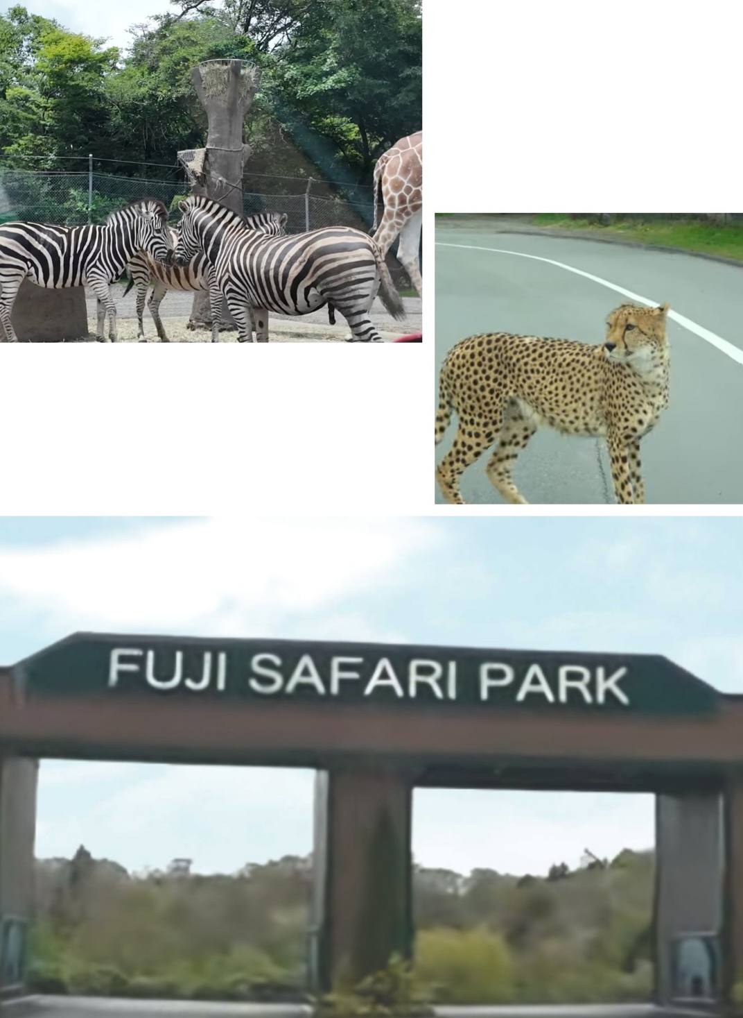 富士サファリパーク