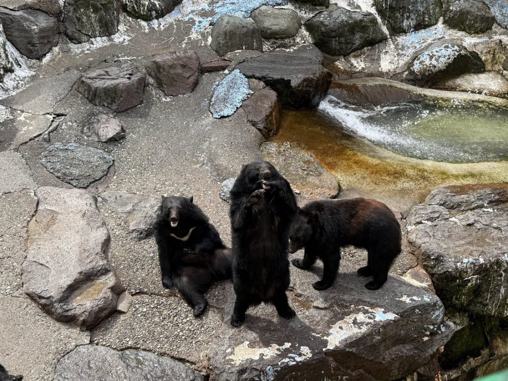 奥飛騨クマ牧場