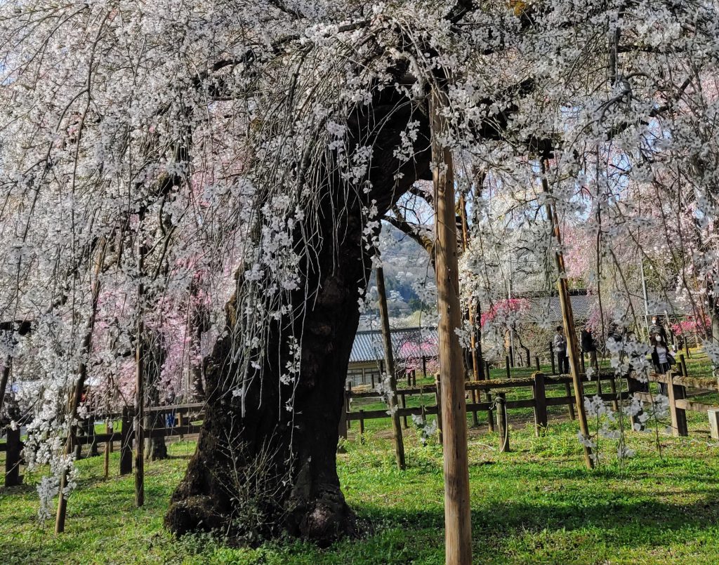 清雲寺のしだれ桜