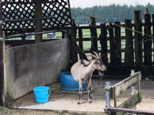 四日市市ふれあい牧場