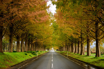 メタセコイア並木道