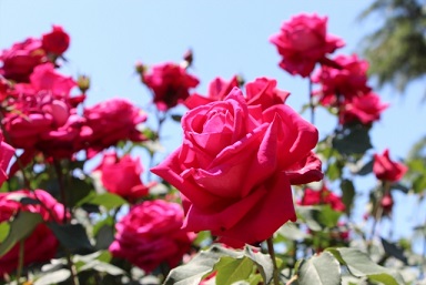 島田市ばらの丘公園