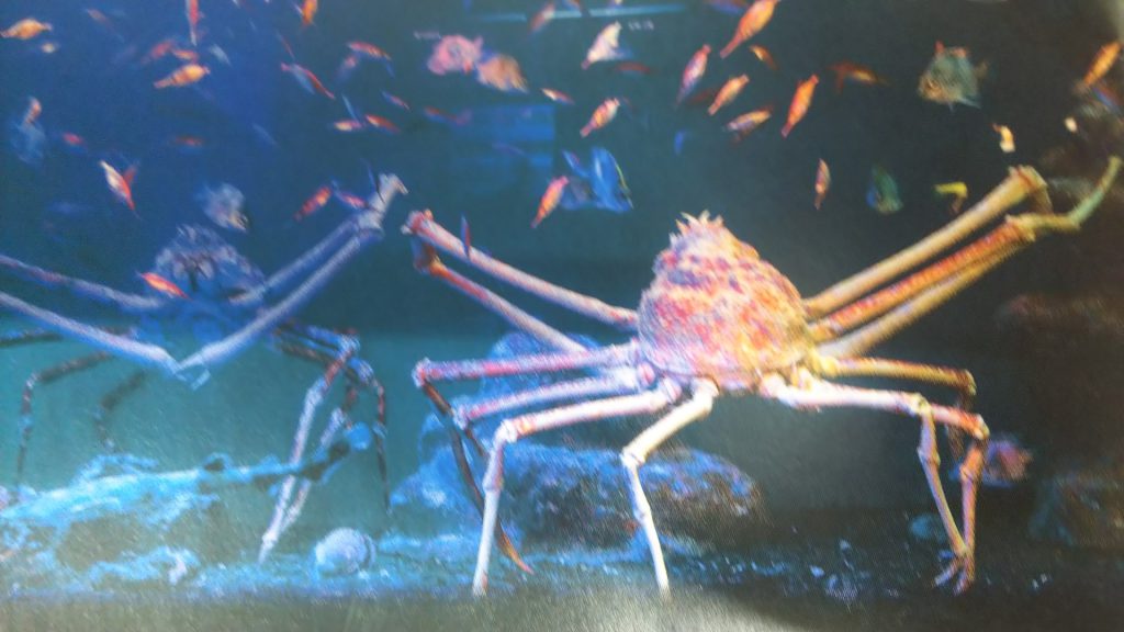 沼津港深海水族館