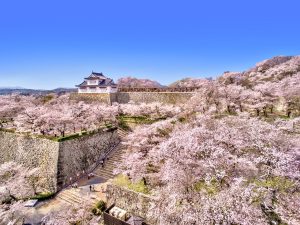 津山城(鶴山公園)