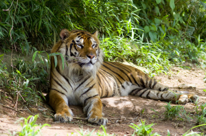 秋吉台自然動物公園サファリランド