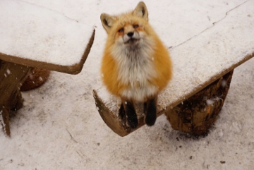 「蔵王キツネ村」