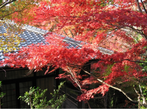 湖東三山　金剛輪寺(秋)