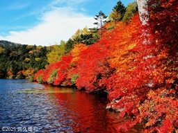 八ヶ岳高原の神秘｢白駒池」